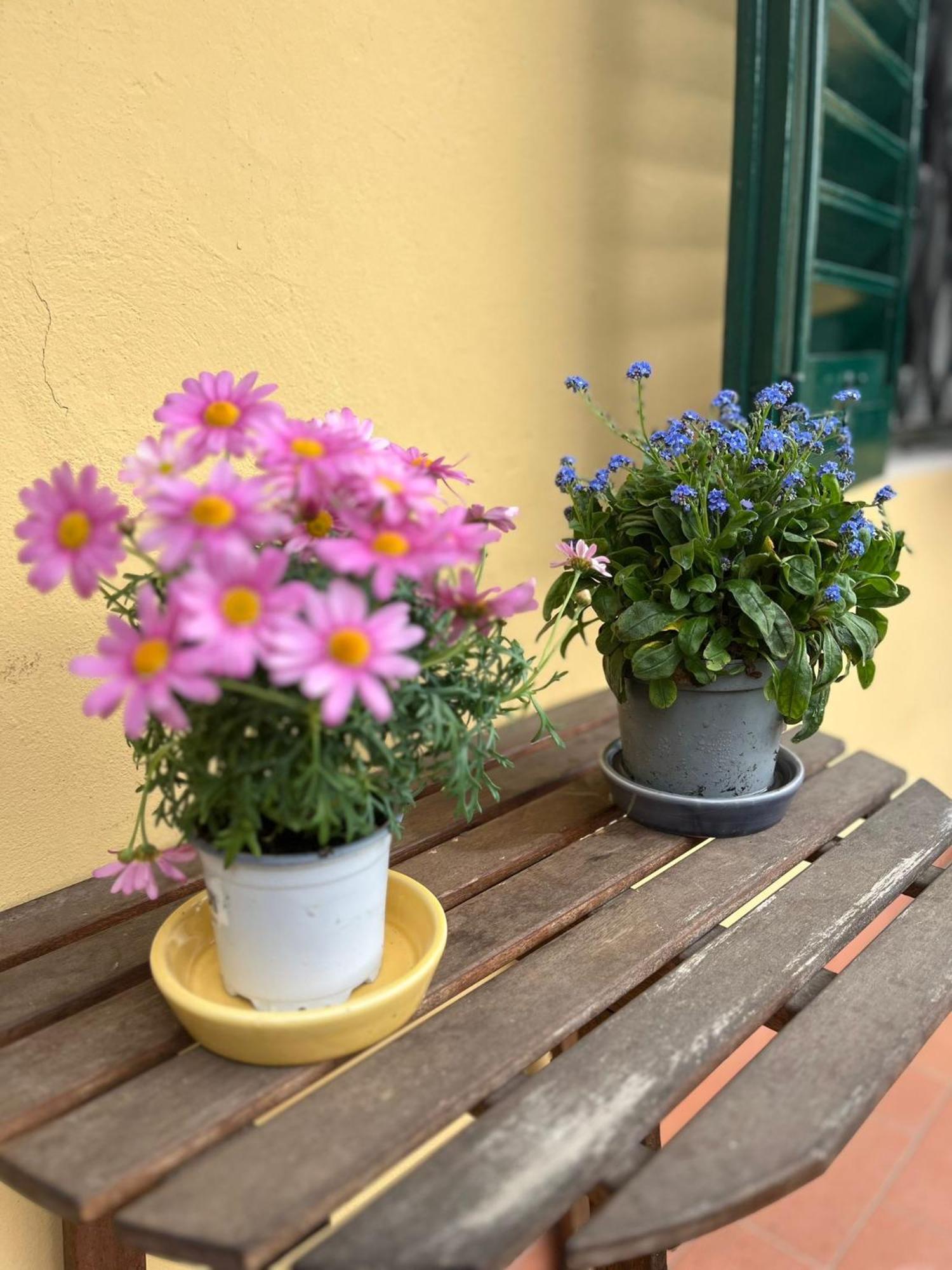 Albero Mago Guest house *