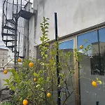 Girasole House