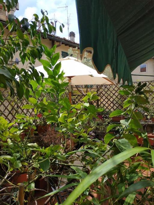 - Anthurium * Florence