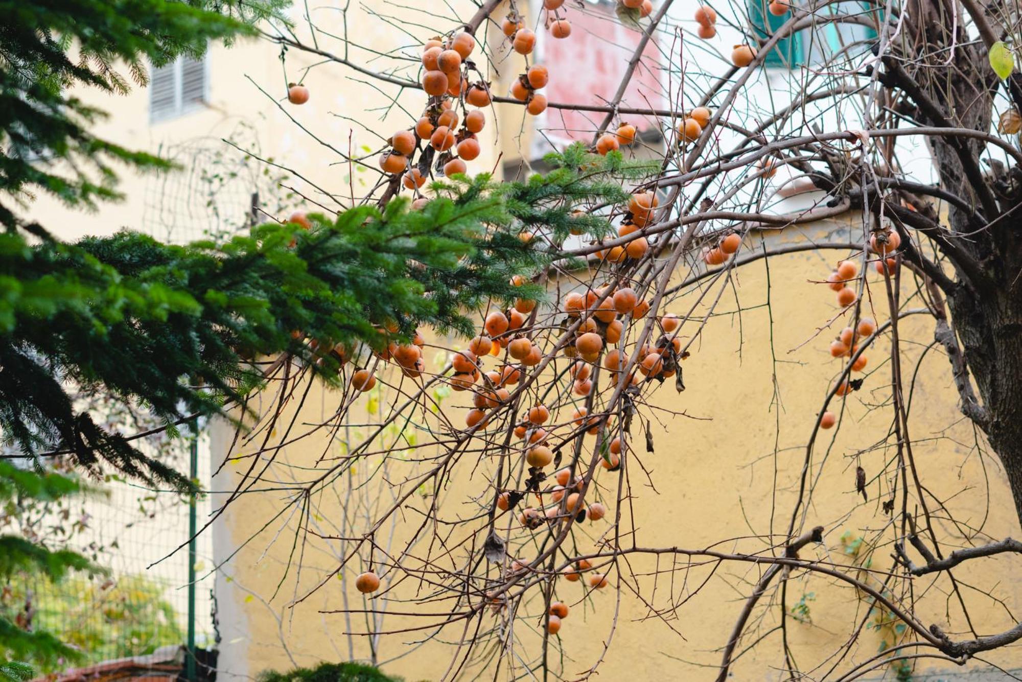 Charming In The Heart Of Santo Spirito * Florence