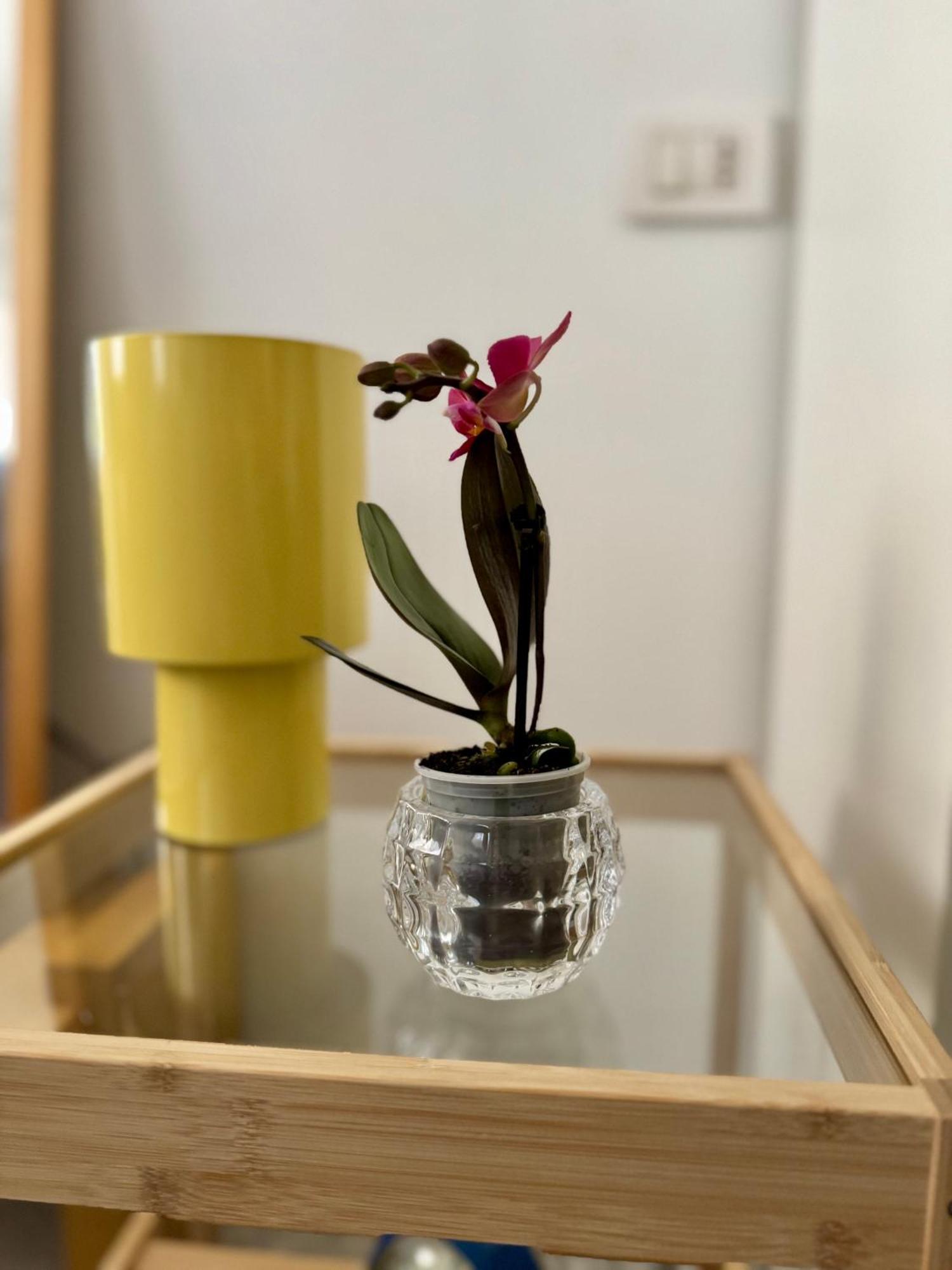 Apartment Platano By Monteverdi