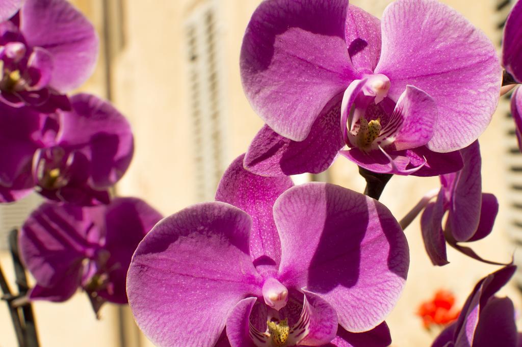 Bed & Breakfast La Corte Dei Principi - Residenza D'epoca 3*