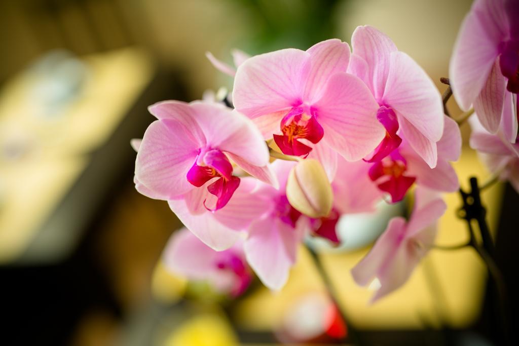 Orchidea Couette-café Florence