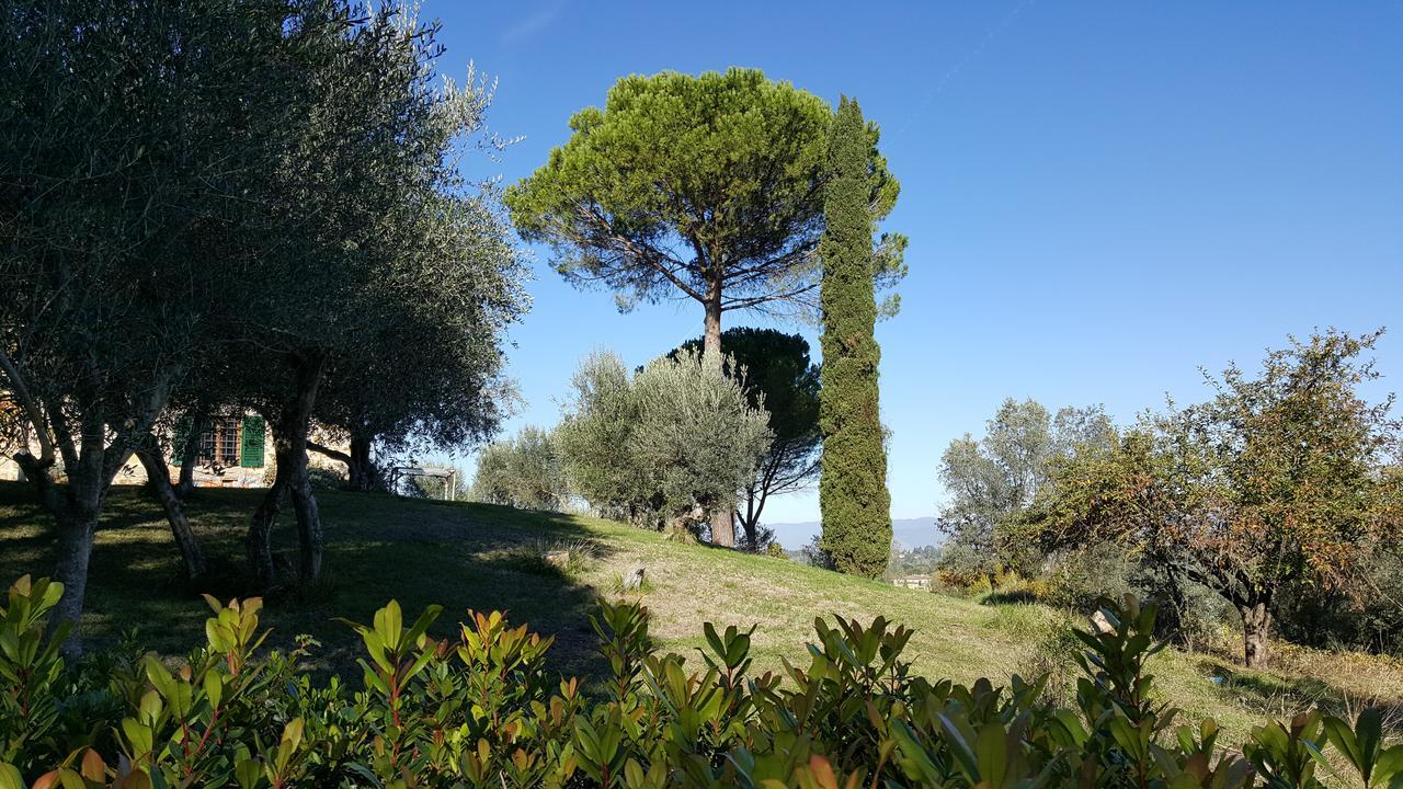 Ulivello Florence