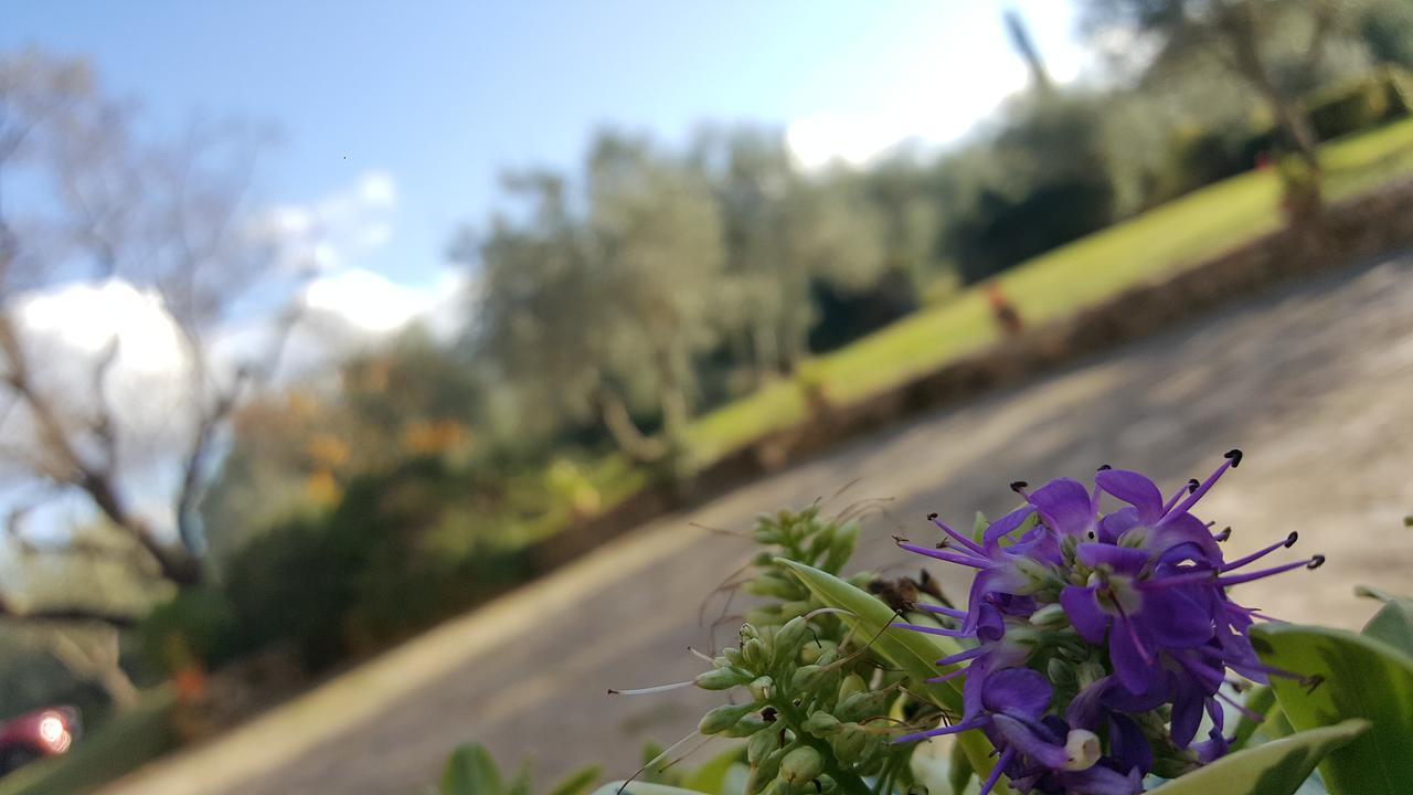 Country house Ulivello *