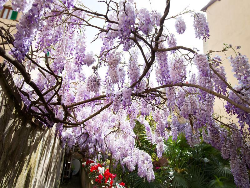 Couette-café Orchidea Florence