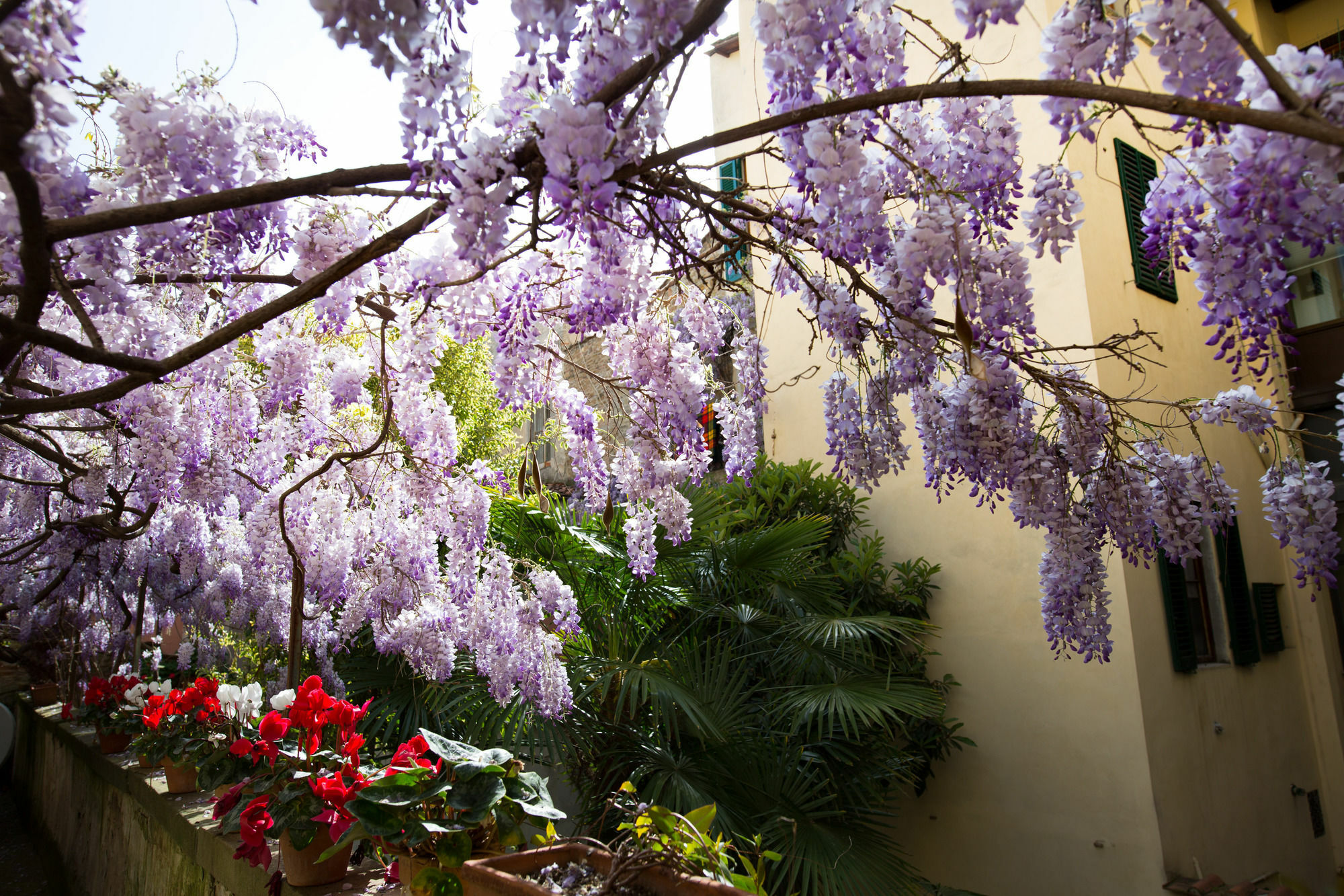 Orchidea Couette-café
