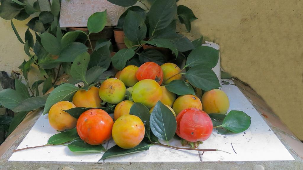 Bed & Breakfast Orti Di Cimabue