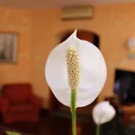 Hotel Beatrice